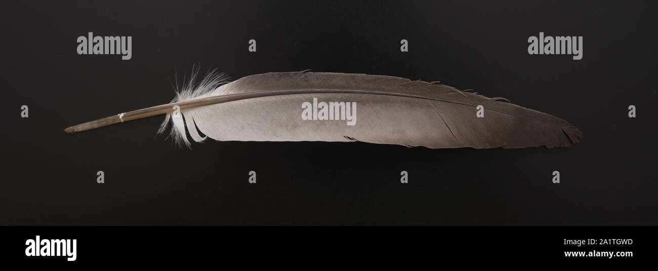 Feather on a black background Stock Photo - Alamy