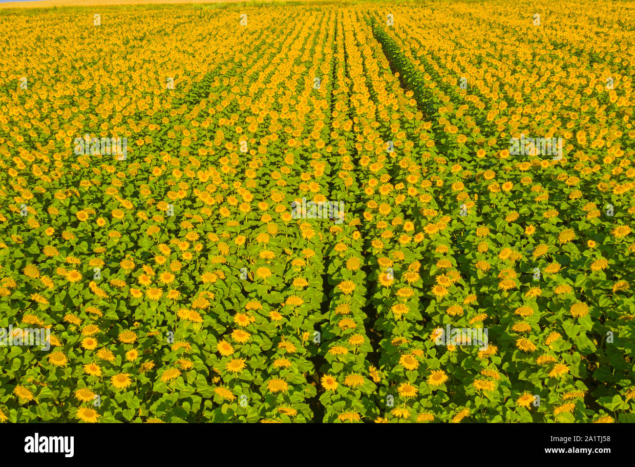 Aerial view of sunflower fields, yellow field Stock Photo - Alamy