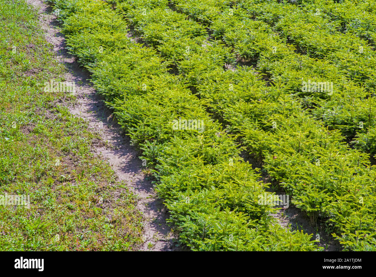 Silver fir tree farm hi-res stock photography and images - Alamy