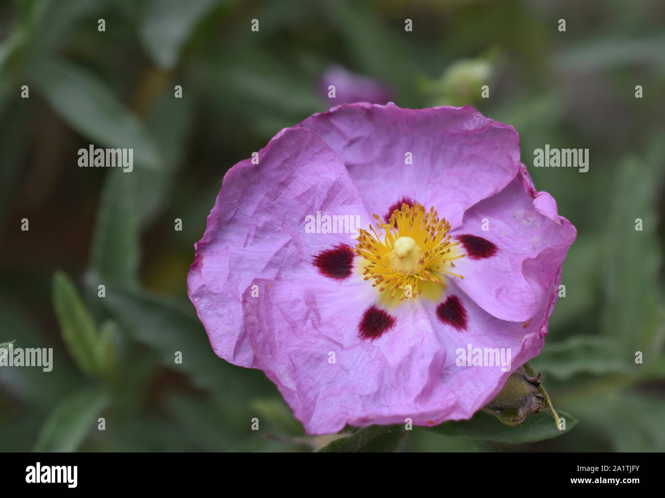 Orchid Rock Rose or Cistus Purpureus photographed at the Mediterranean