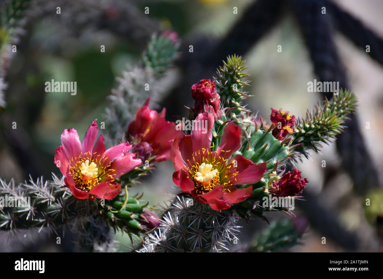 Varicolored Cholla Cactus from Southern Arizona Stock Photo