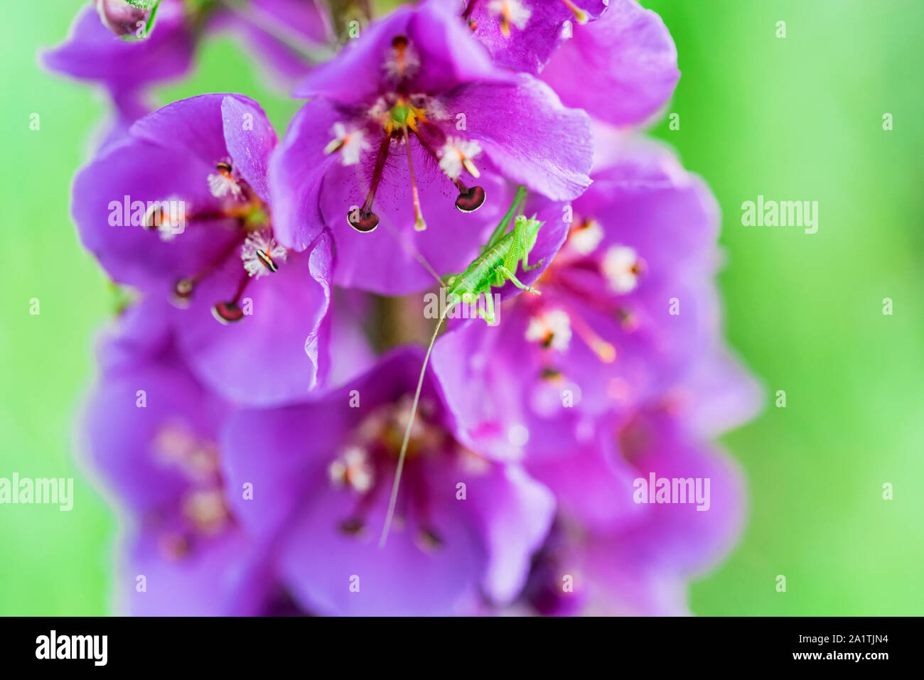 Close view of bright mauve Verbascum phoeniceum in bloom Stock Photo