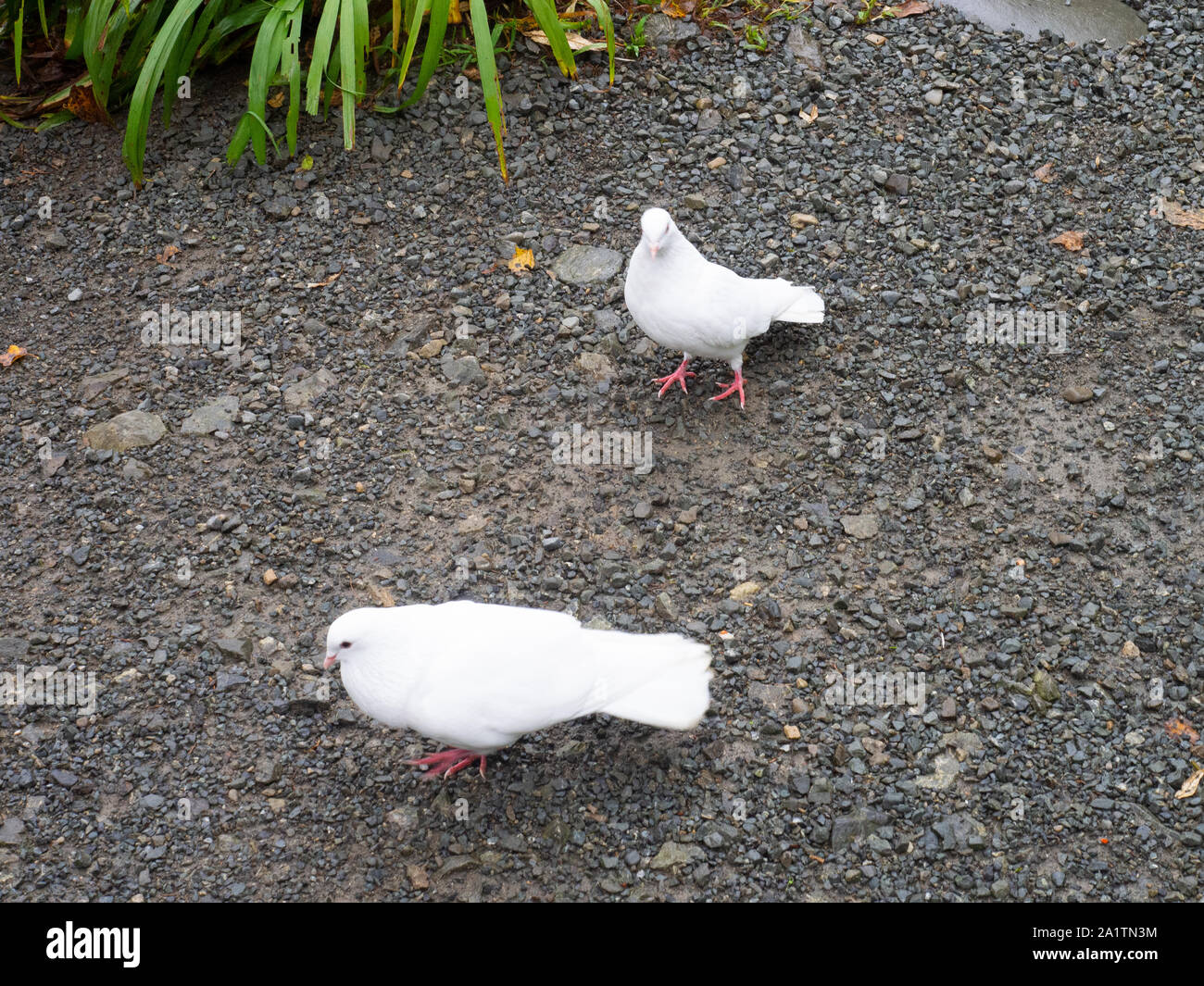 Two White Chickens On Some Gravel Stock Photo Alamy