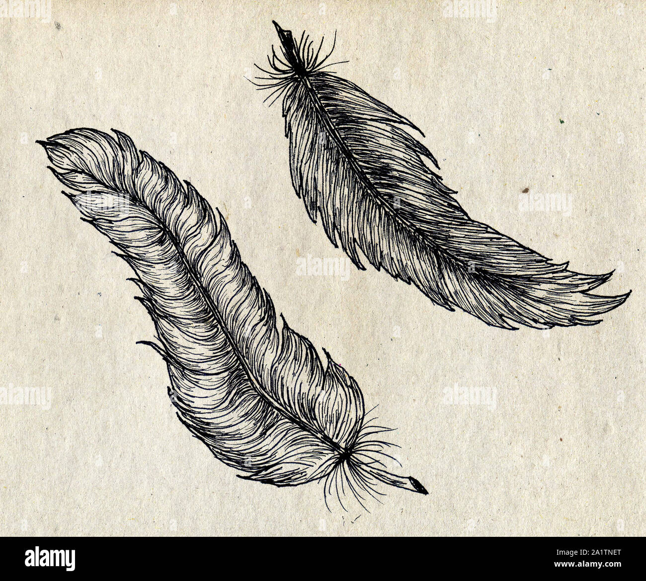 Black ink sketched feathers, stylized hand drawn illustration Stock ...