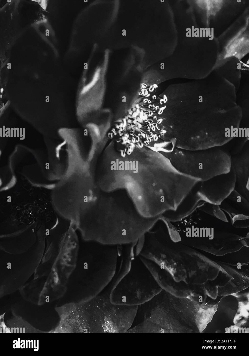 Flowers in bloom, beautiful nature and romantic design concept Black