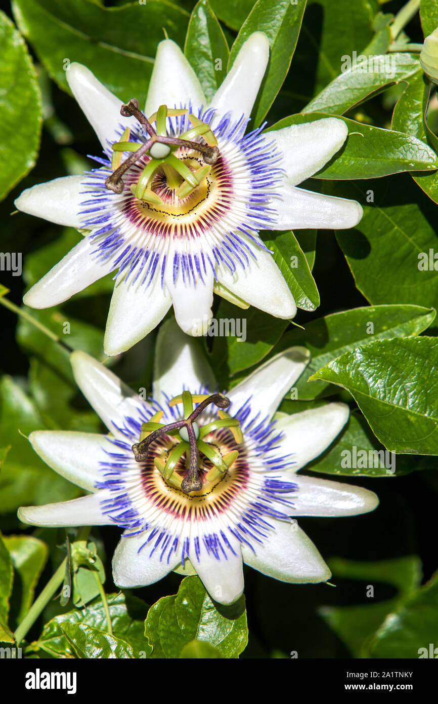 Passionfruit flowers in full bloom at the beginning of summer in Adelaide in South Australia. Stock Photo
