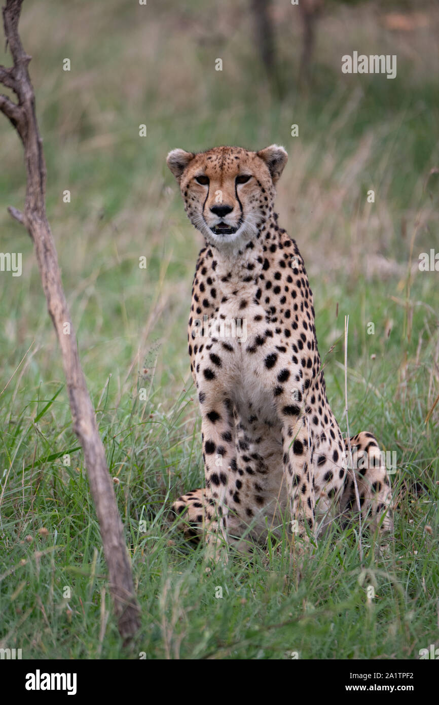 alert cheetah sitting up in the savannah in the Masai Mara, Kenya Stock Photo