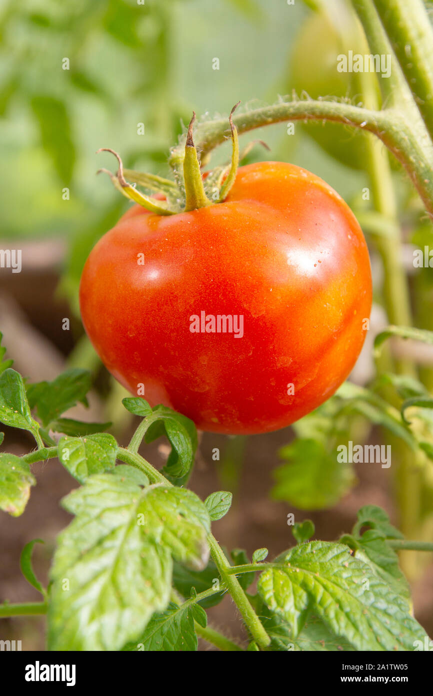 Red tomato hanging on a branch and Matures in the greenhouse Stock ...