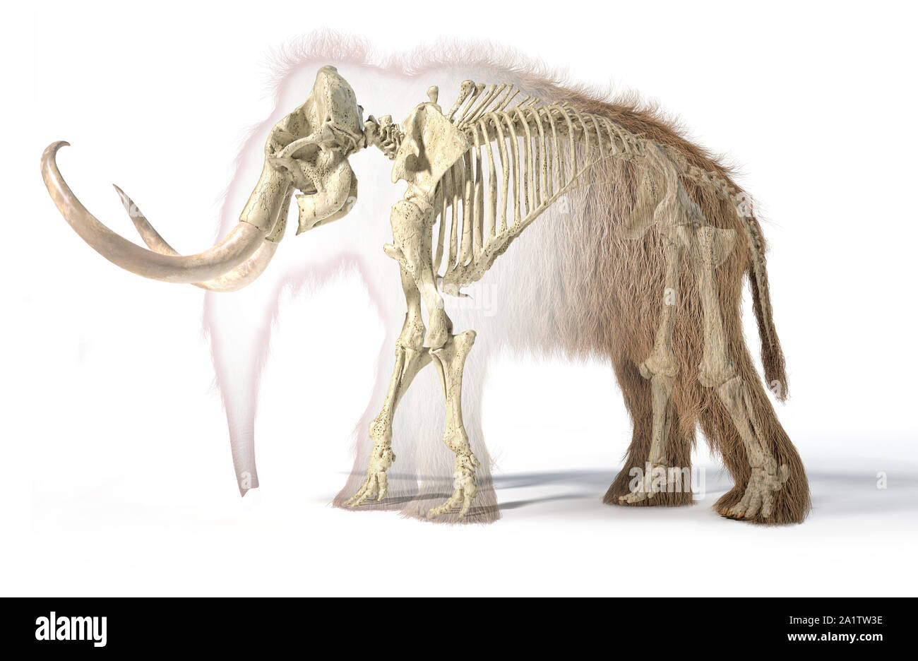 Woolly mammoth realistic 3d illustration with skeleton in morph effect, viewed from a side. On white background and dropped shadow. Stock Photo