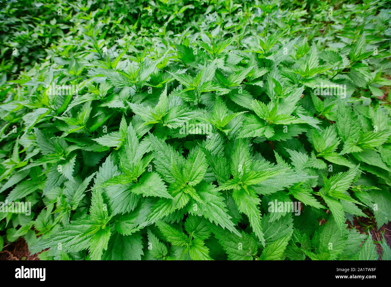 Field of burning nettle with fresh green leaves. Thickets of medicinal