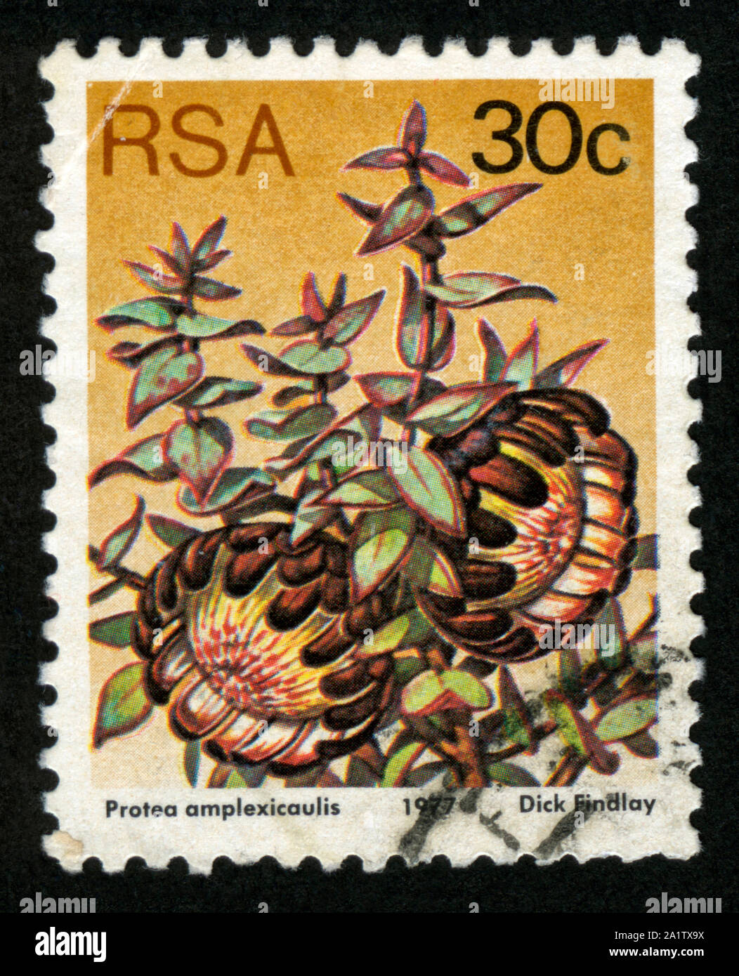 Stamp print in South Africa,flowers,Protea amplexicaulis Stock Photo