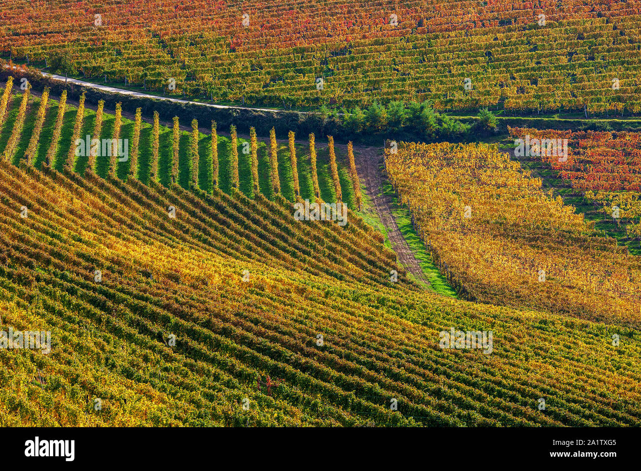Colorful autumnal vineyards grow on the hills of Langhe in Piedmont, Northern Italy. Stock Photo