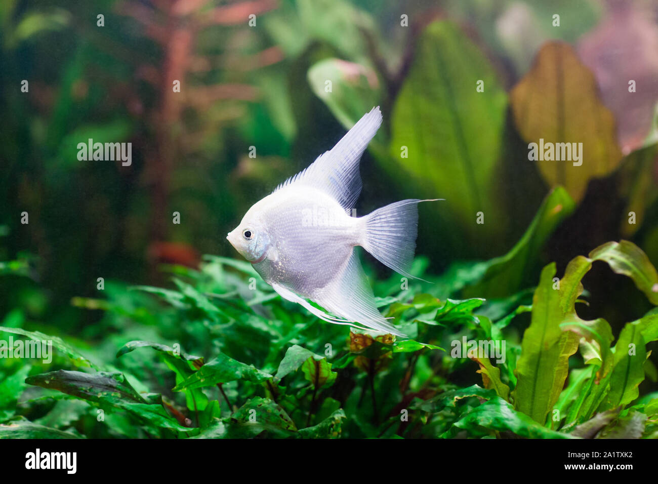 Freshwater aquarium with a pterophyllum scalare fish Stock Photo