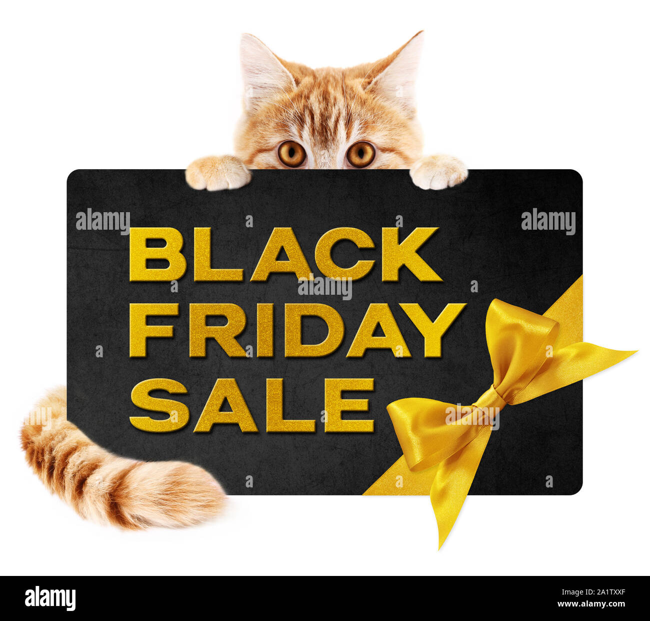 funny pet cat showing black friday sale golden text written on black gift card with ribbon bow isolated on white background Stock Photo