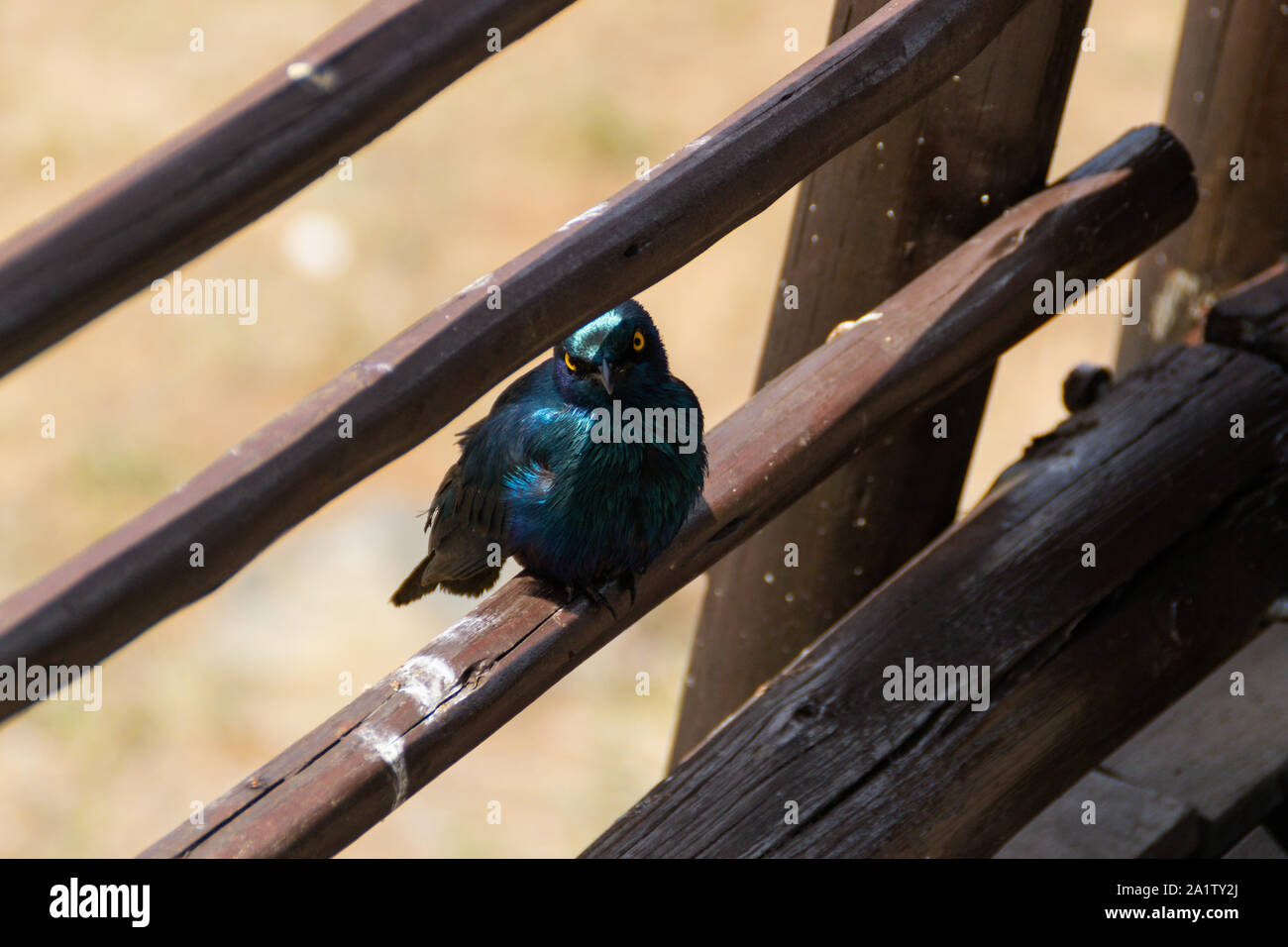 Kruger National Park - Blue Starling Stock Photo
