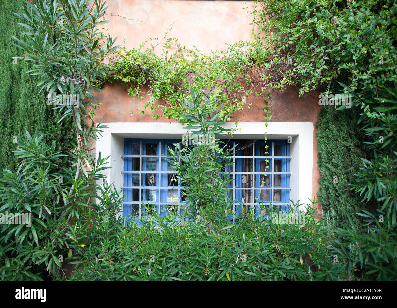 An old house is covered in ivy and outgrowth in Menerbes, Provence Stock Photo