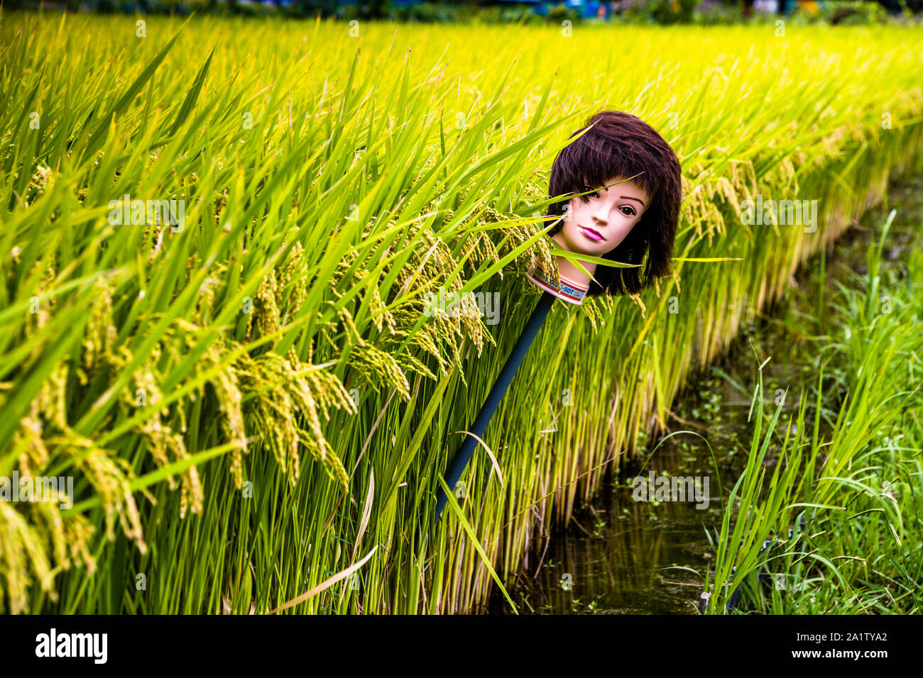 Scarecrow made of mannequin head in Rice Paddies Stock Photo