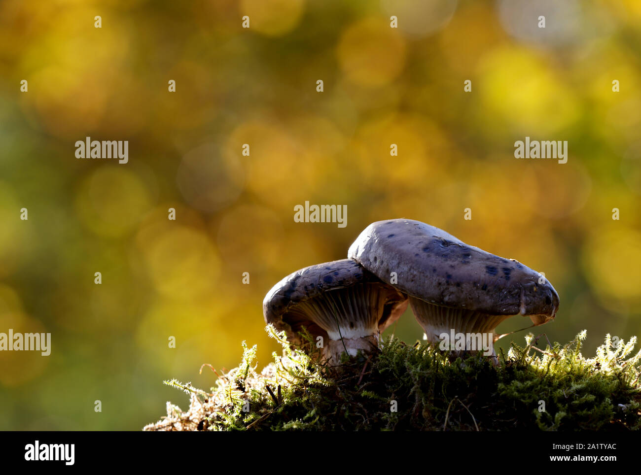 Gomphidius glutinosus, commonly known as the slimy spike-cap, wild edible mushroom in beautiful light Stock Photo