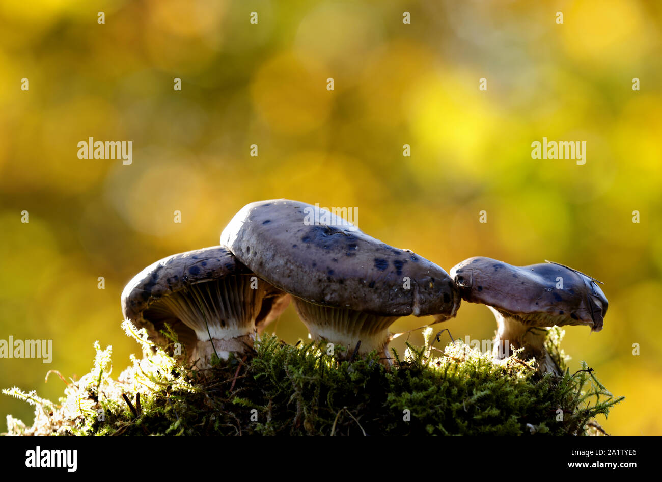 Gomphidius glutinosus, commonly known as the slimy spike-cap, wild edible mushroom in beautiful light Stock Photo