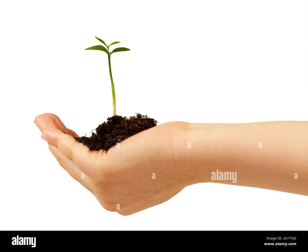 Children Hand with a  young Plant - White Background Stock Photo