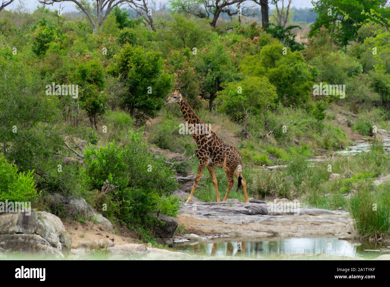 Kruger National Park - Male Giraffe Stock Photo