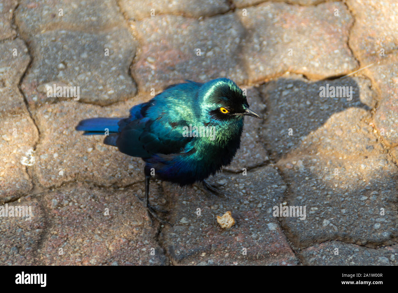 Kruger National Park - Blue Starling Stock Photo