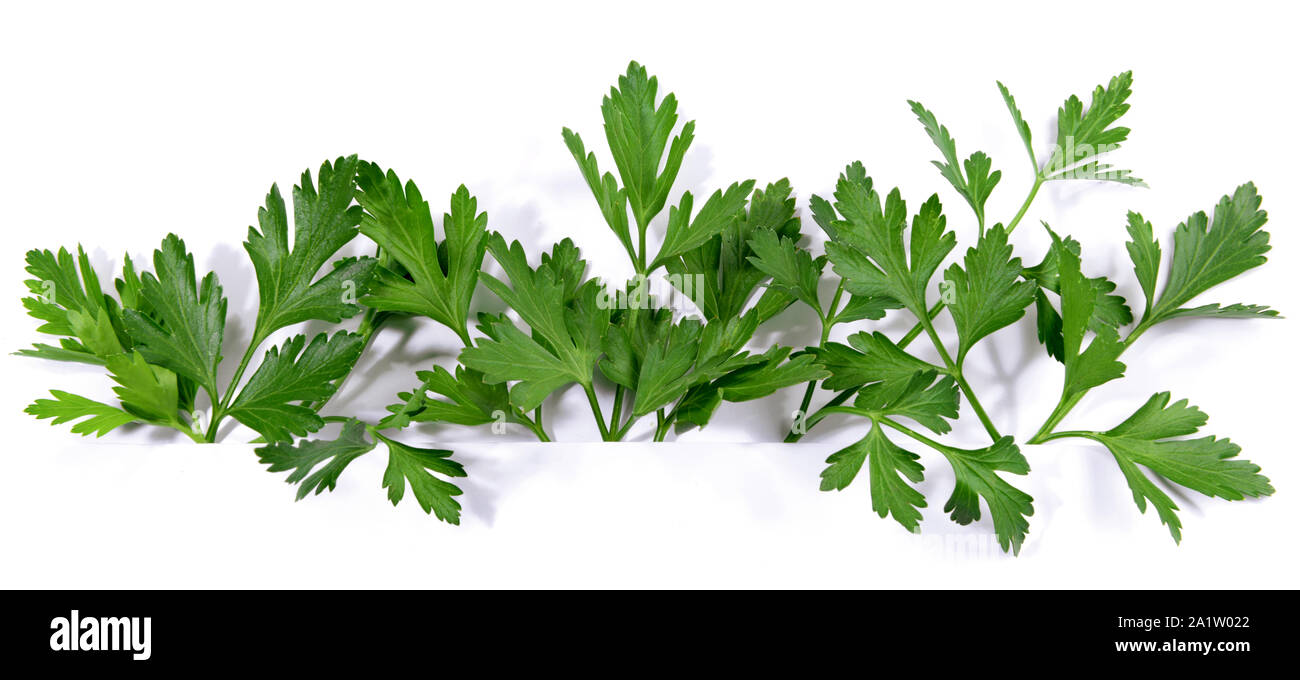Fresh Parsley Panorama on white Background Stock Photo