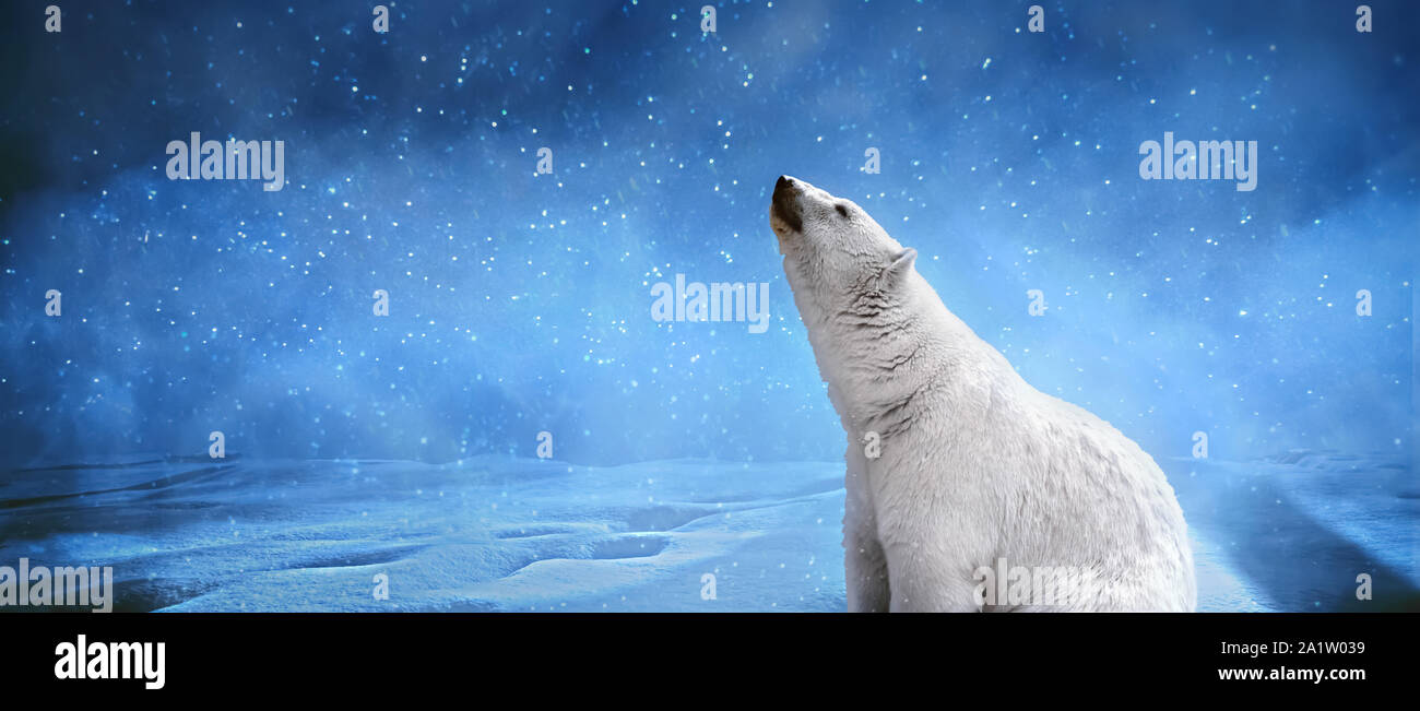 Polar bear,snowflakes and sky.Winter landscape with animals, panoramic