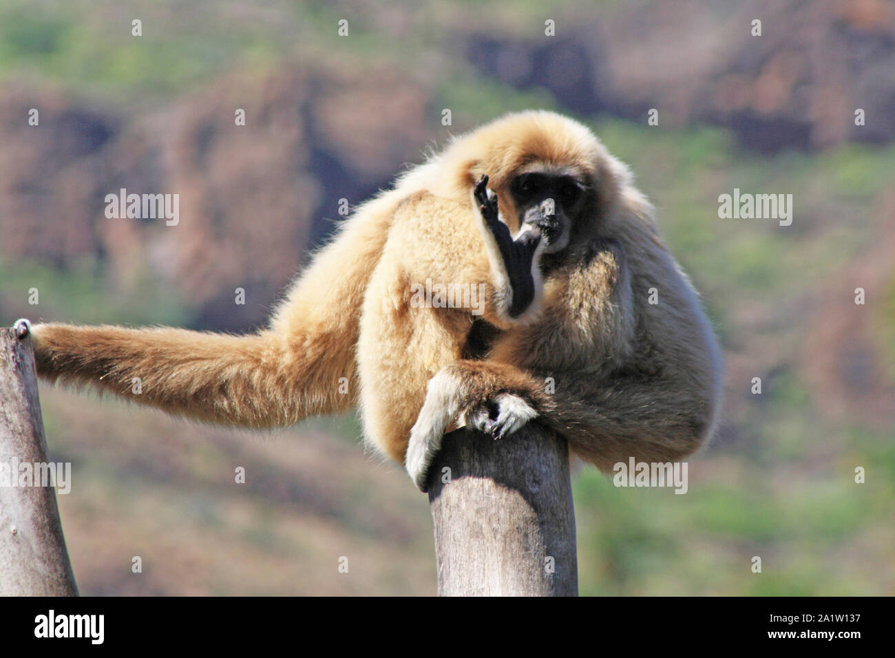 Gibbon affe hi res stock photography and images Alamy