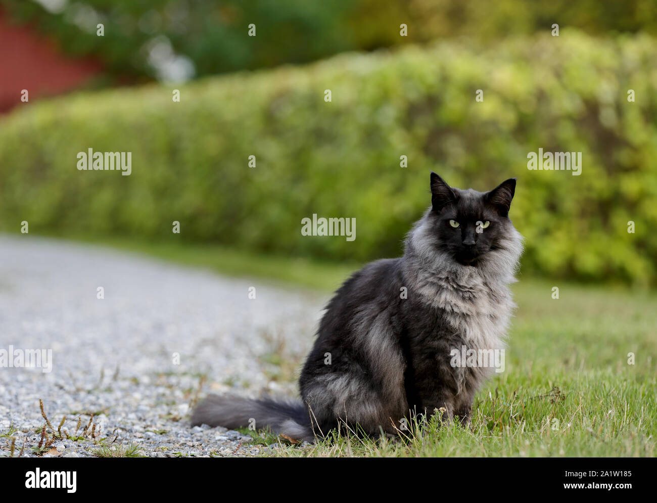 Featured image of post Recipe of Male Black Smoke Norwegian Forest Cat