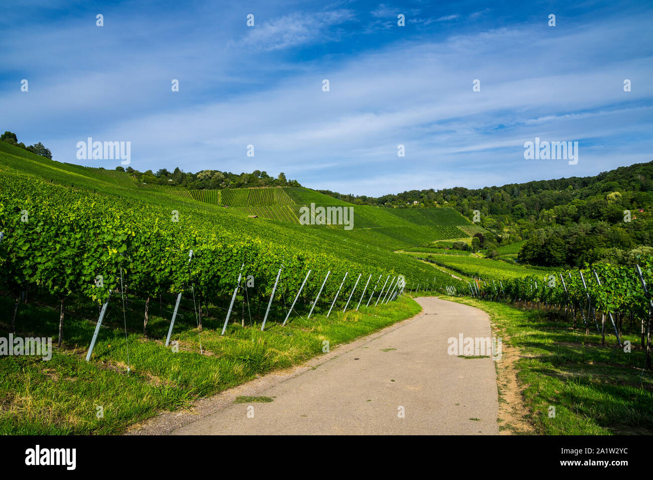 Germany, Street through green endless vineyards of stuttgart uhlbach in