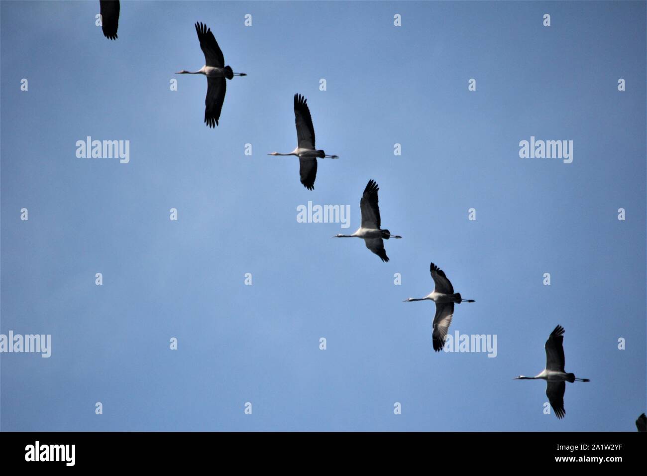 Migrating Cranes (Grus grus) flying in shifted positions in the sky above Recklinghausen, Germany Stock Photo
