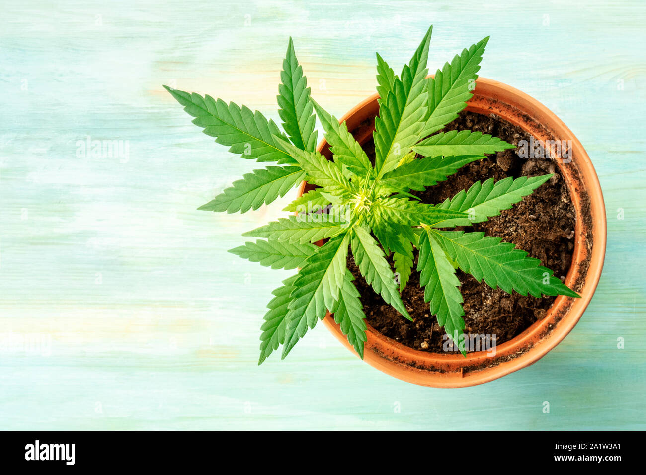 Female Marijuana Plant High Resolution Stock Photography And Images Alamy Female Marijuana Plant High Resolution Stock Photography And Images Alamy