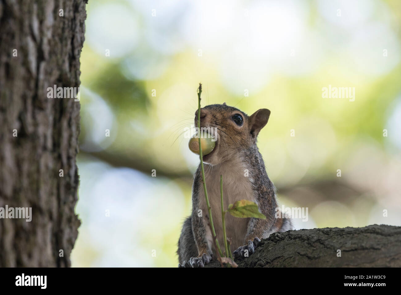 Foraging Grey Squirrel (Sciurus carolinensis Stock Photo - Alamy