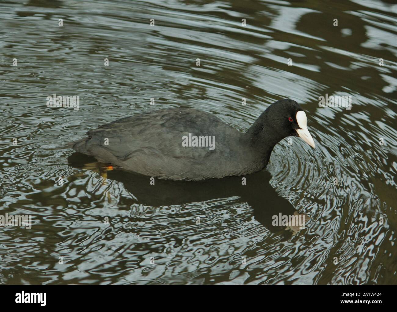 Common Coot (Fulica atra) near Münster, Germany Stock Photo