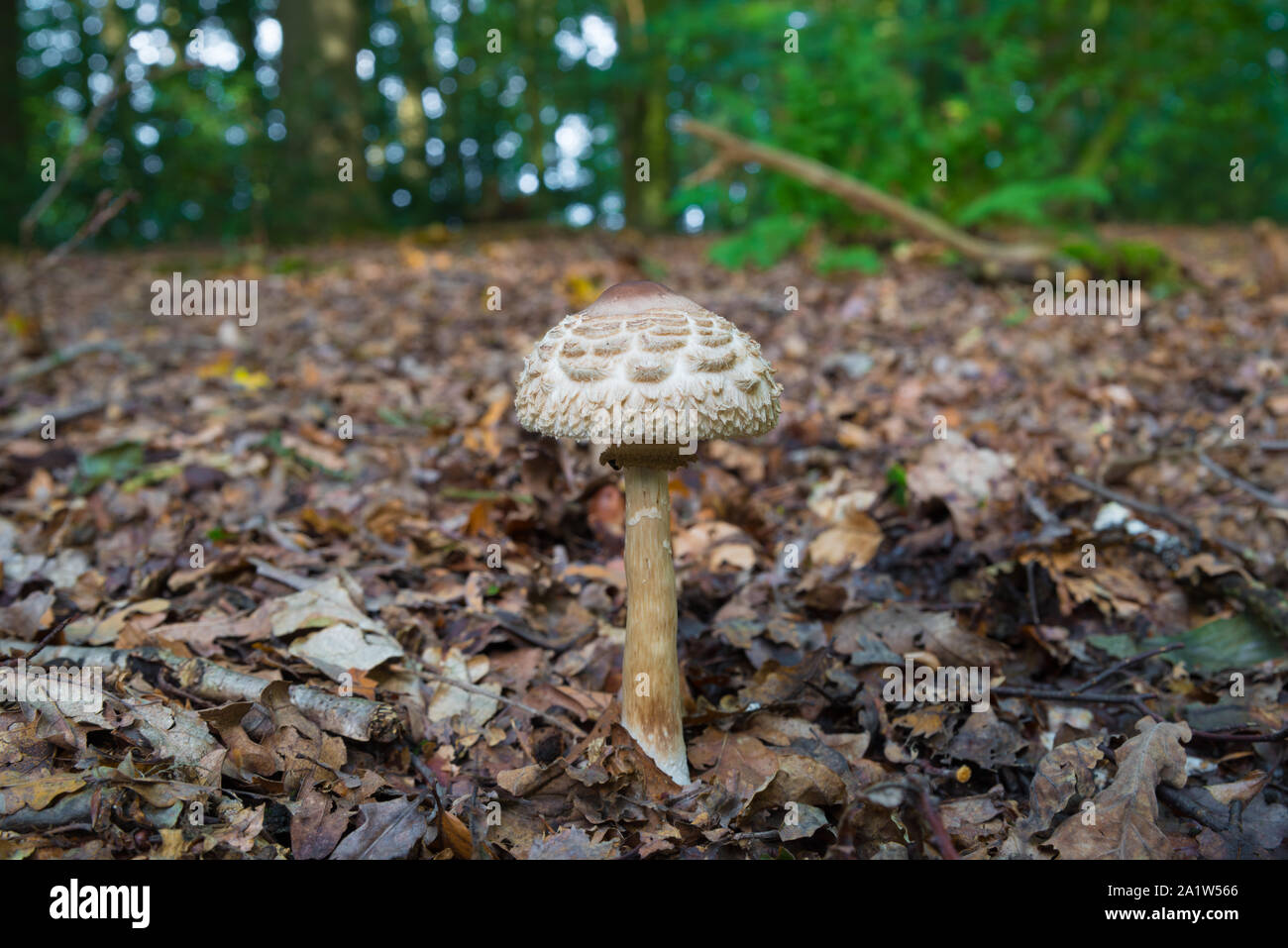 single poisonous mushrrom closeup in a forest Stock Photo