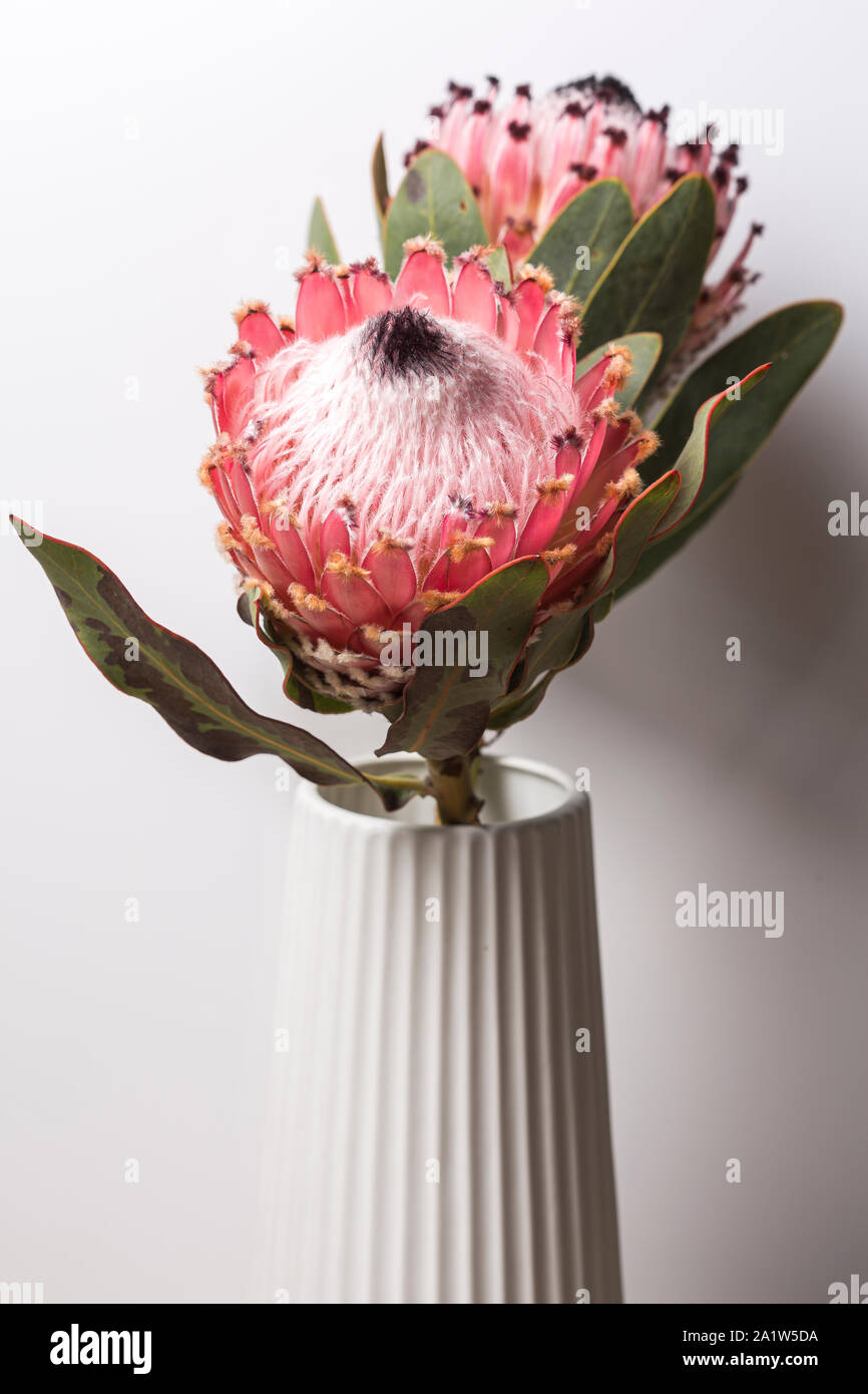 picture White Proteas Flower https www alamy com pink king protea flower bouquet in bloom on a white pot and a white background image328164742 html