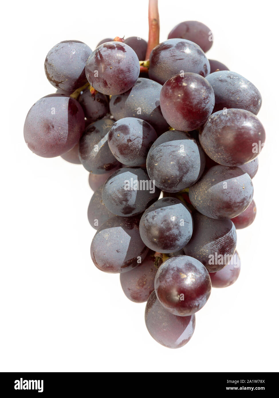 A freshly picked bunch of black Cretan grapes against a white background. Stock Photo