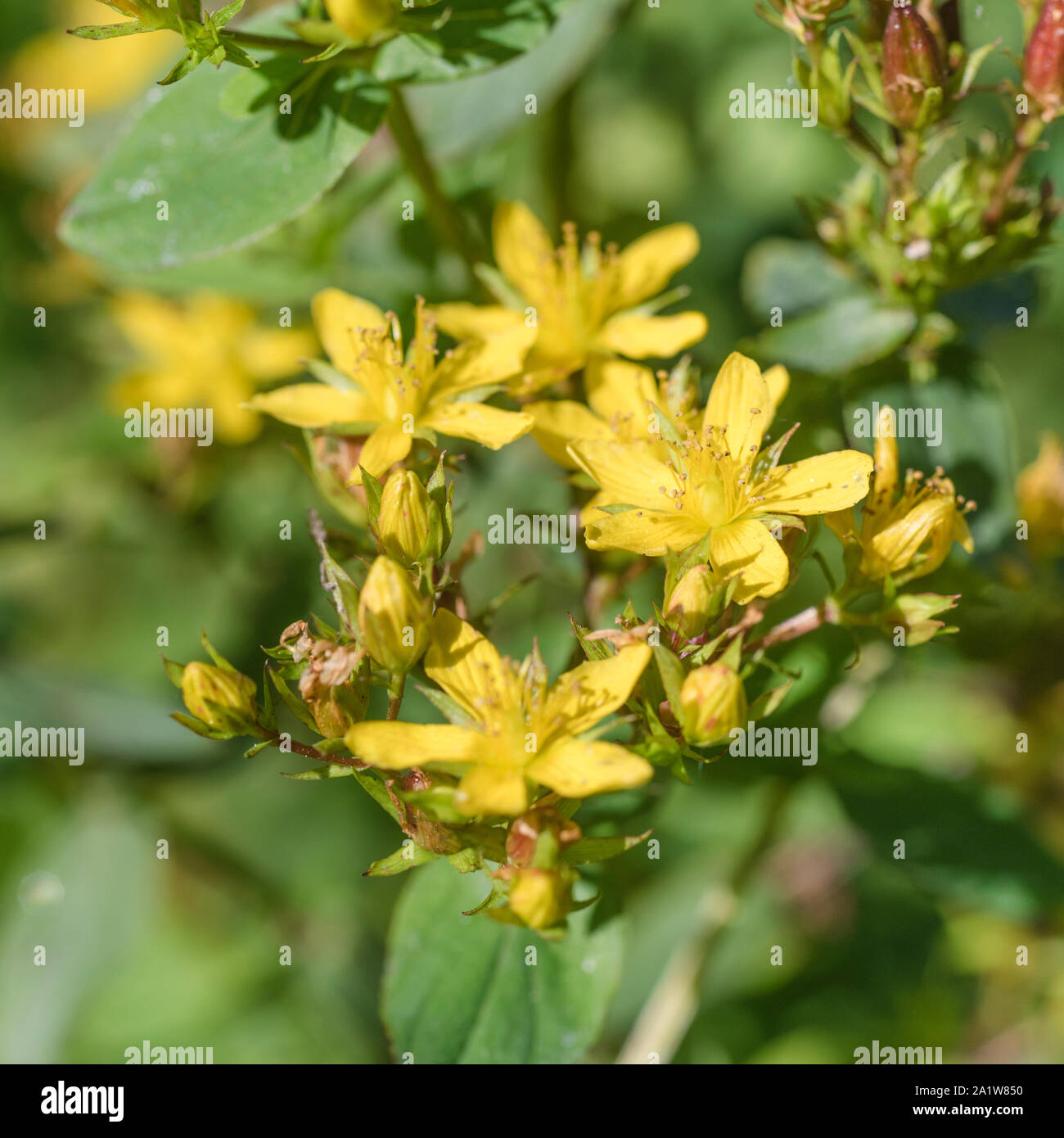Bright yellow flowers of Square-Stalked St. John's Wort / Hypericum tetrapterum = H. quadratum (Sept.) growing in damp ground. Read additional notes. Stock Photo
