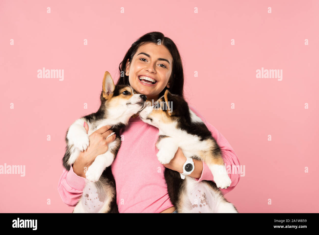 Dogs Smile Stock Photos Dogs Smile Stock Images Page 5 Alamy