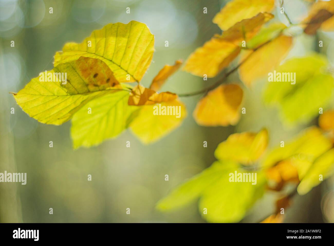 Yellow autumn leaves in hazel hi-res stock photography and images - Alamy