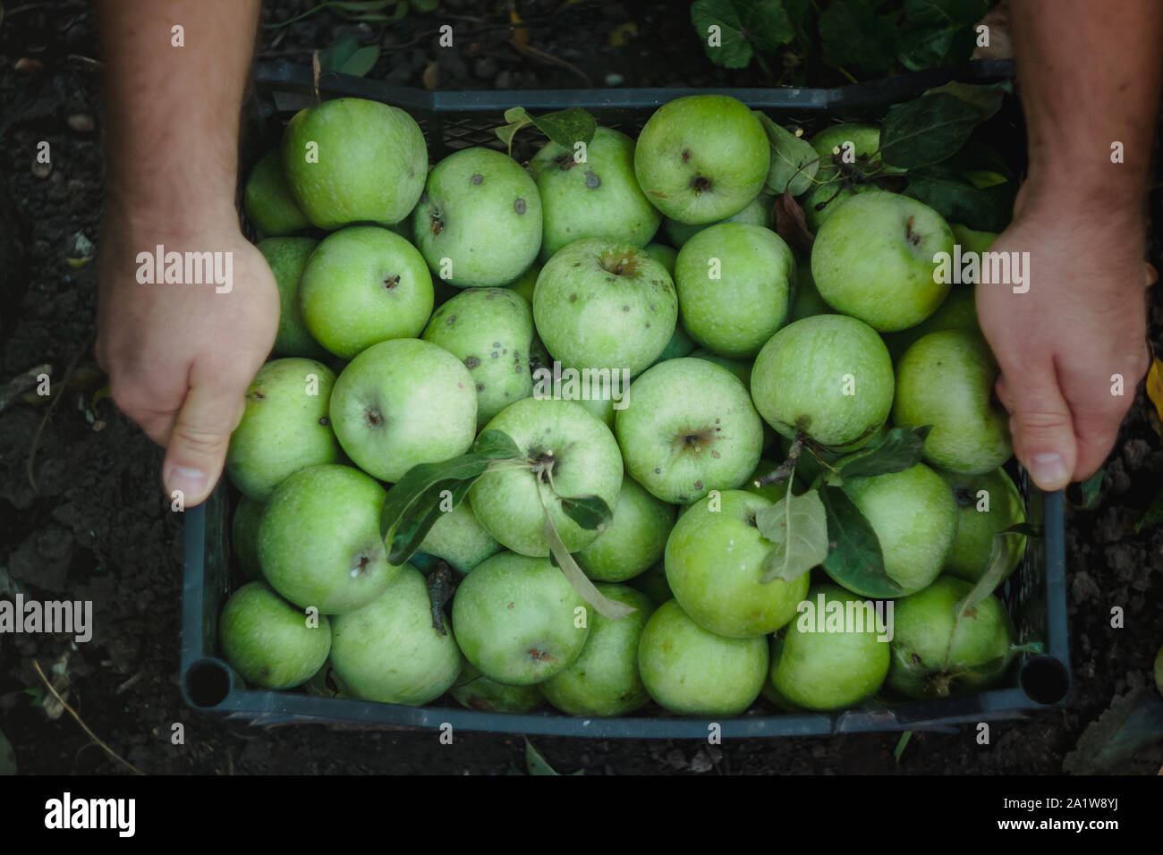mens-hands-wooden-box-ripe-hi-res-stock-photography-and-images-alamy