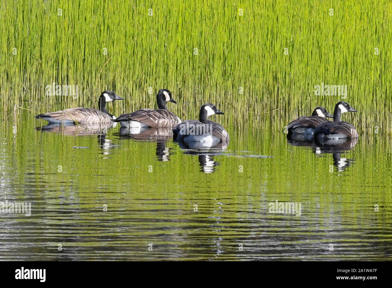 Wild geese in a Marsh, Quebec, Canada Stock Photo