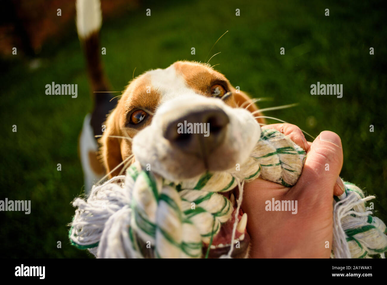 Beagle dog pulls toy Stock Photo Alamy