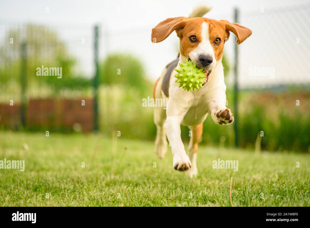 Pet dog Beagle in a garden having fun outdoors Stock Photo