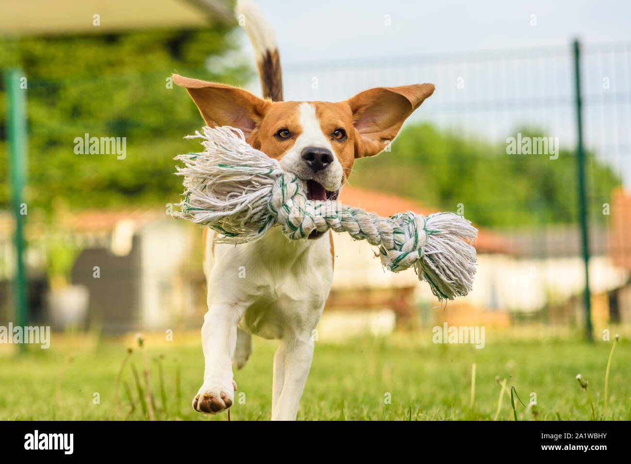 Pet dog Beagle in a garden having fun outdoors Stock Photo