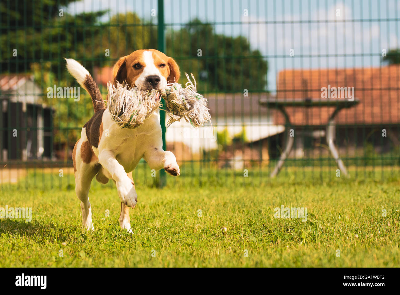 Dog run Beagle fun Stock Photo Alamy