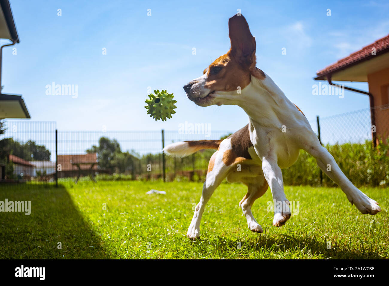 Dog Beagle having fun running and jumping with a ball in a garden Stock Photo