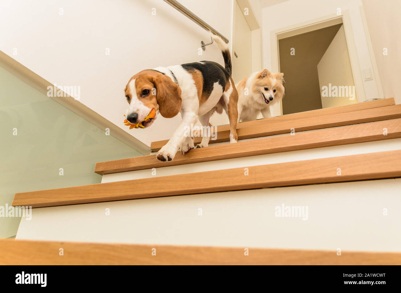 Dogs running down the stairs beagle with german spitz Stock Photo