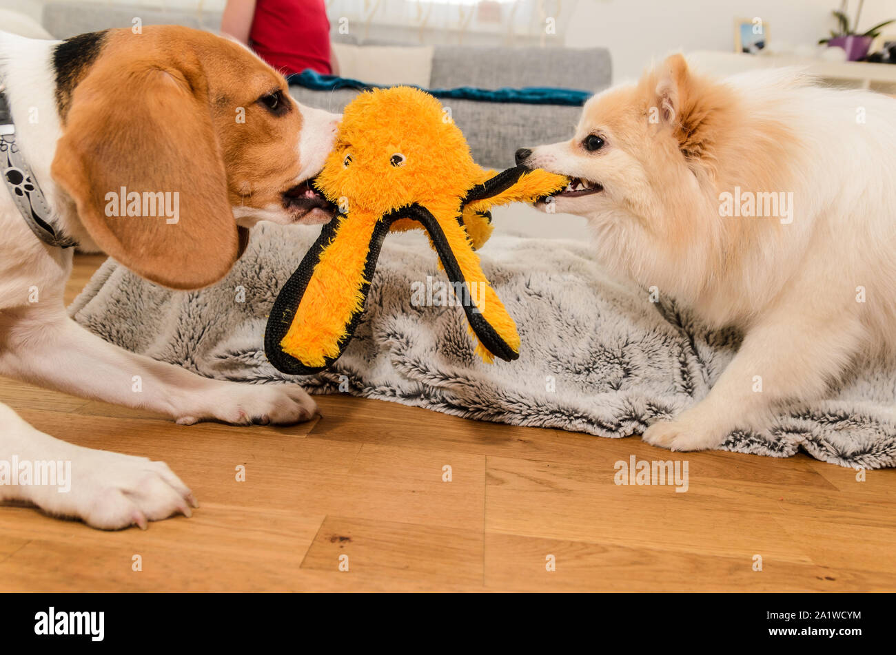 Page 2 German Spitz Puppy High Resolution Stock Photography And Images Alamy Page 2 German Spitz Puppy High Resolution Stock Photography And Images Alamy